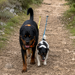YouToo et Speedy côte à côte sur un chemin de balade