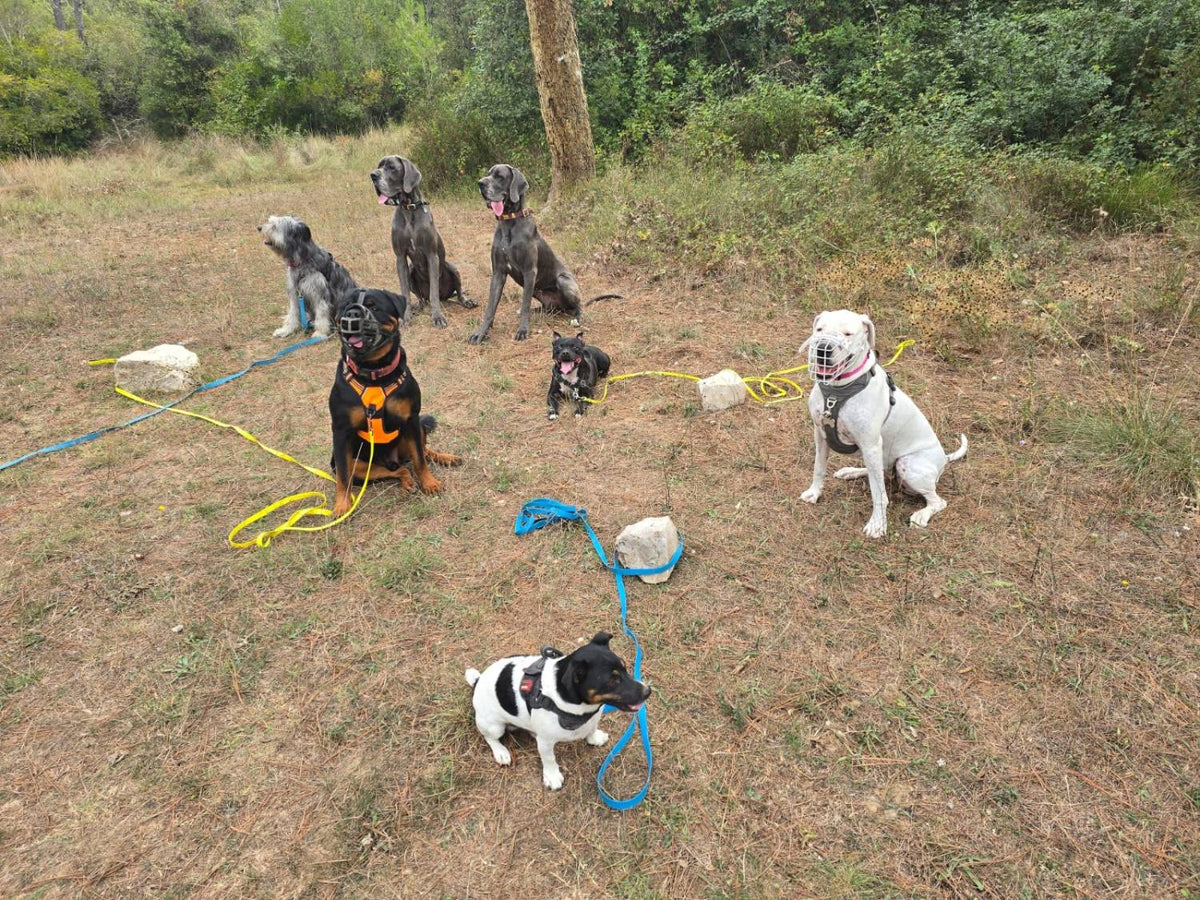 Sept chiens assis en laisse au point de rendez-vous de la balade, dont YouToo et Speedy