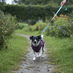 Speedy, jack russell de 7 kg, en promenade sous la pluie avec son manteau violet à harnais intégré