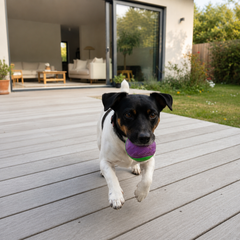 Speedy, notre jack russell, rapporte la balle couineuse en courant sur la terrasse