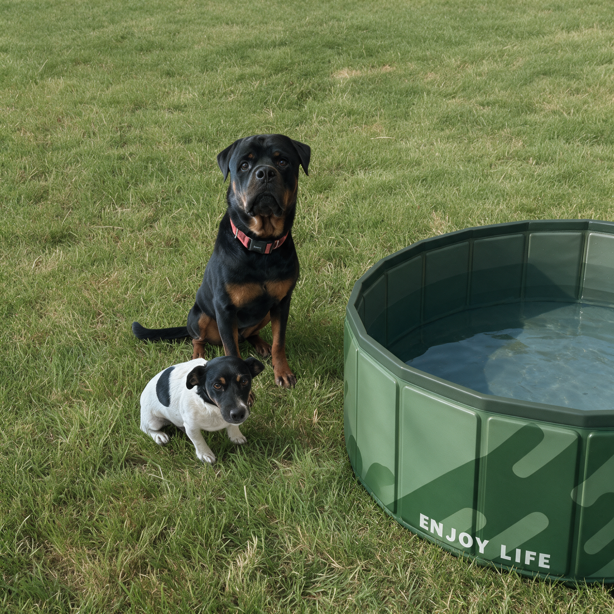 YouToo et Speedy sur la pelouse, prêts pour le bain, à côté de la piscine pliable verte