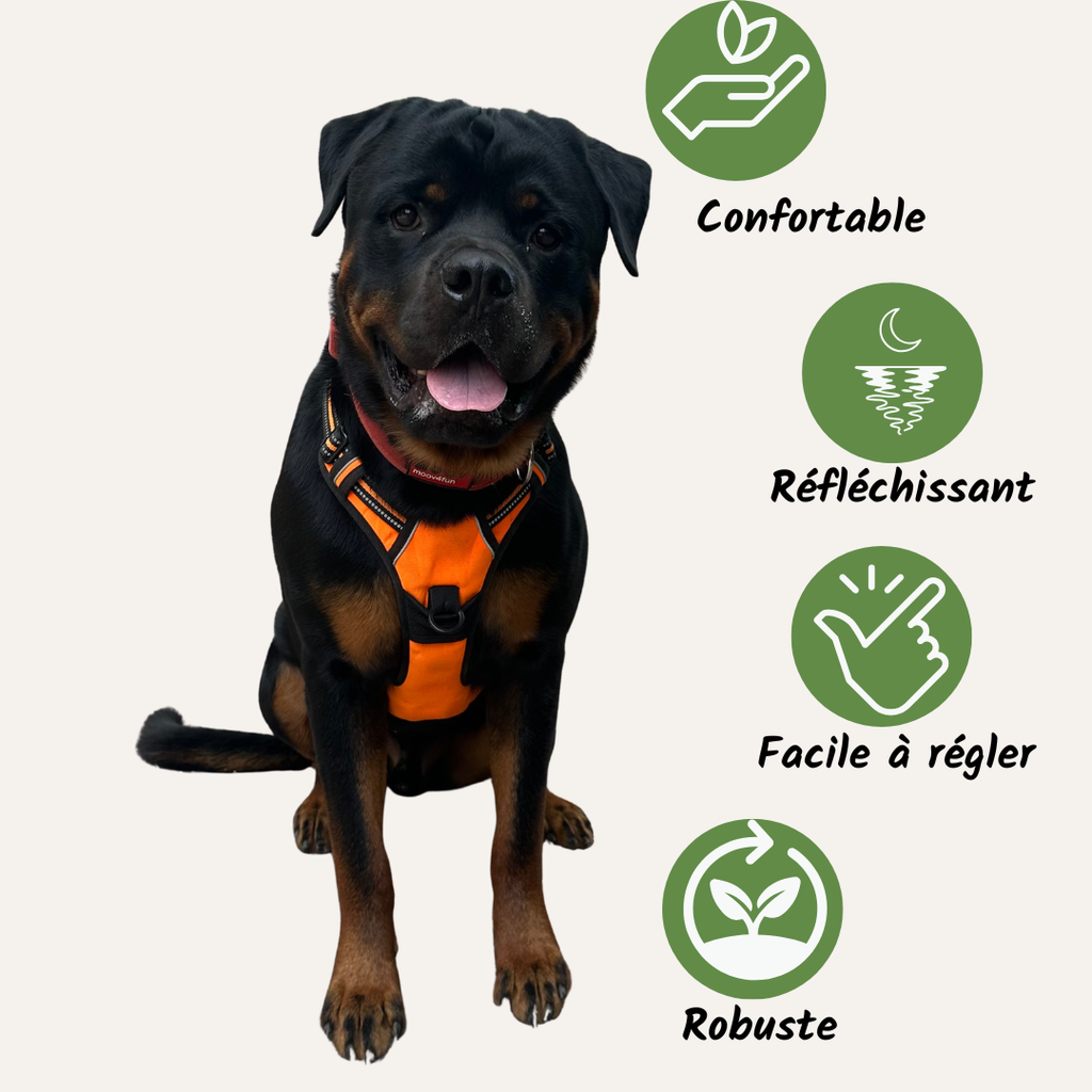Harnais Anti-Traction Chien - Promenade Douce