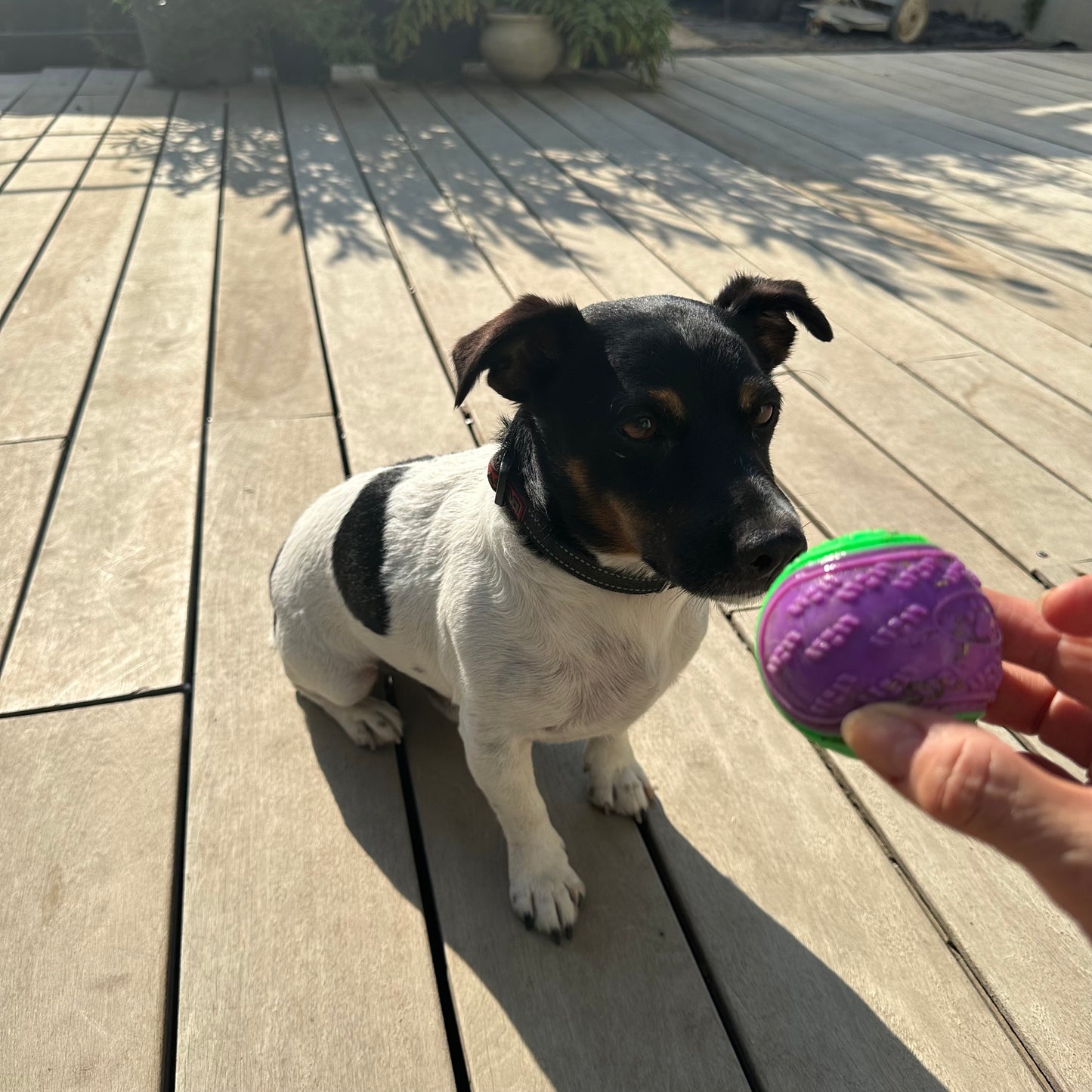 Balle à Mâcher pour chien