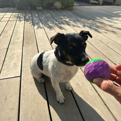 Balle à Mâcher pour chien