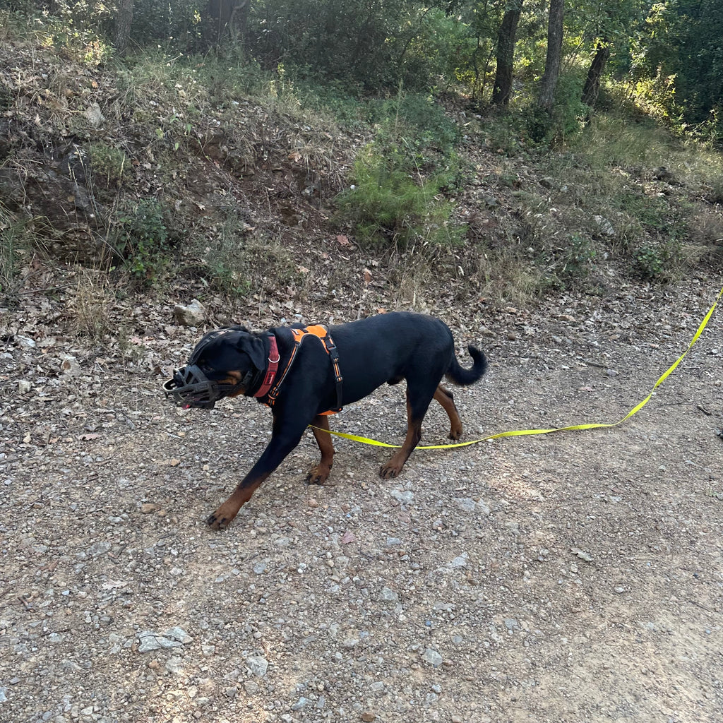 Harnais Anti-Traction Chien - Promenade Douce