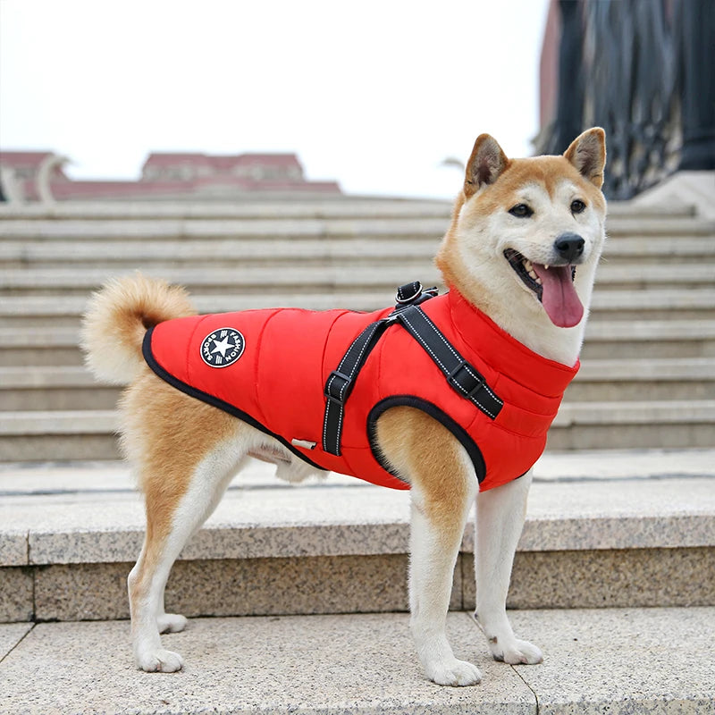 Chien portant le manteau rouge avec harnais intégré