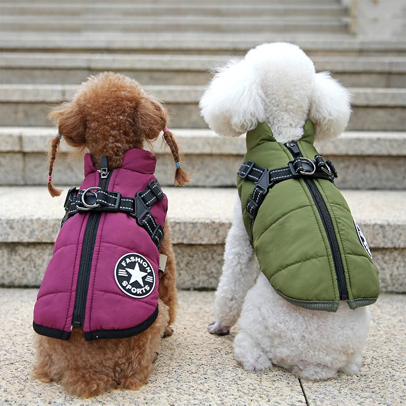 Deux chiens de dos en manteau violet et vert, harnais visible