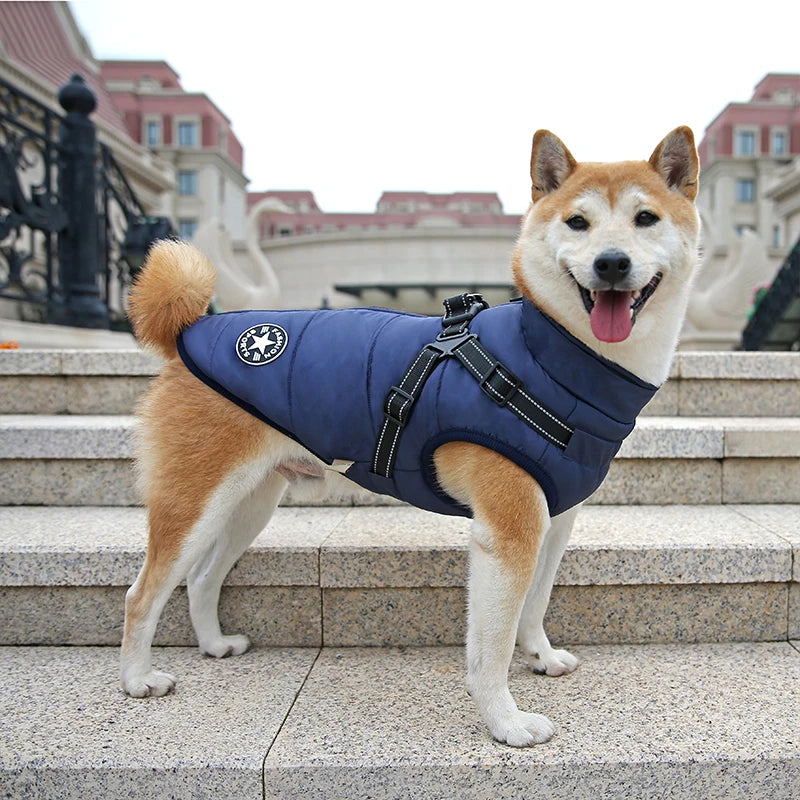 Chien portant le manteau bleu marine avec harnais intégré