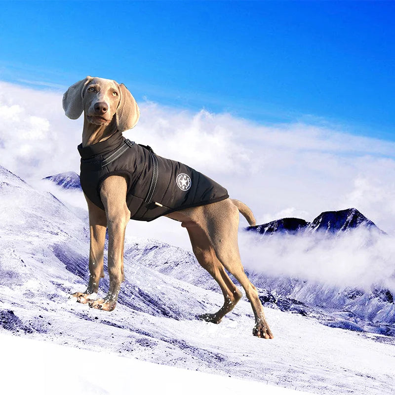 Grand chien en manteau noir dans la neige