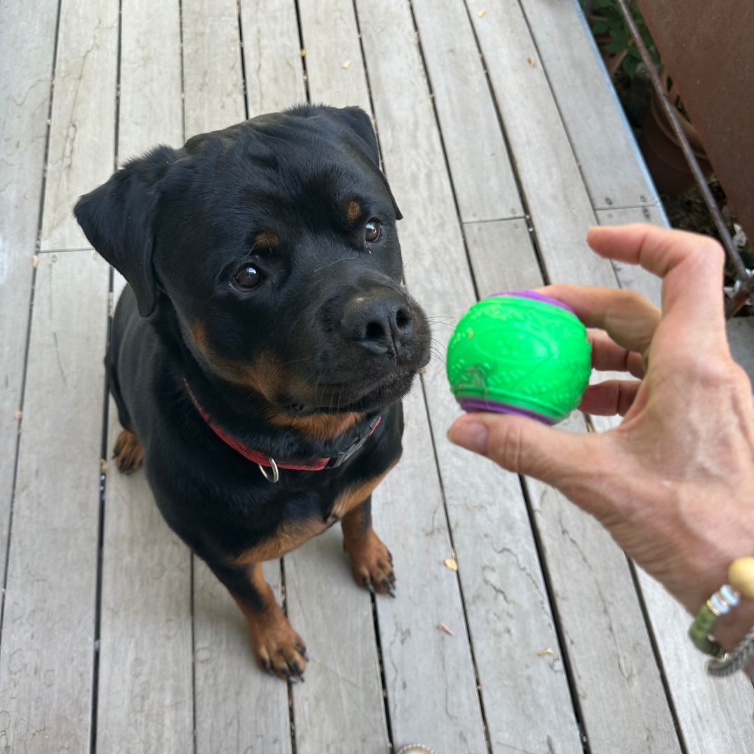 Balle à Mâcher pour chien