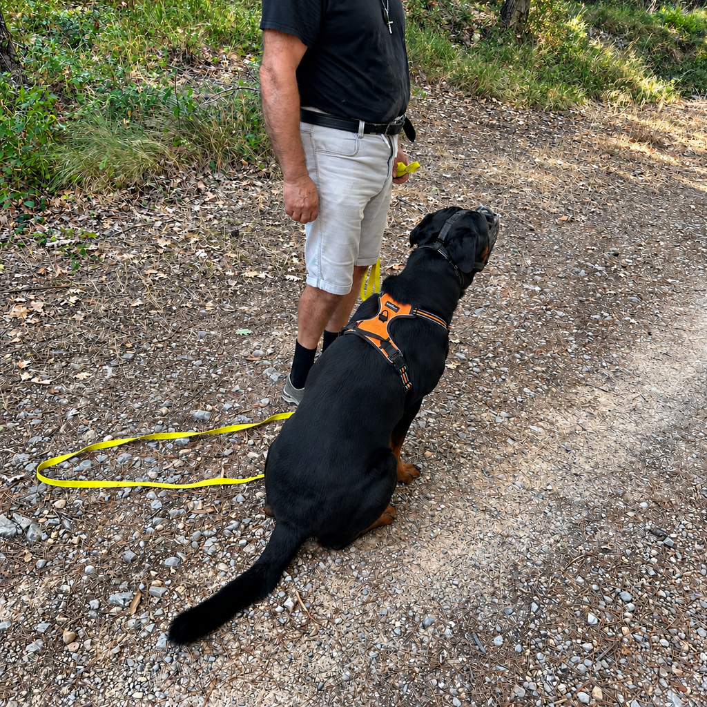 Harnais Anti-Traction Chien - Promenade Douce
