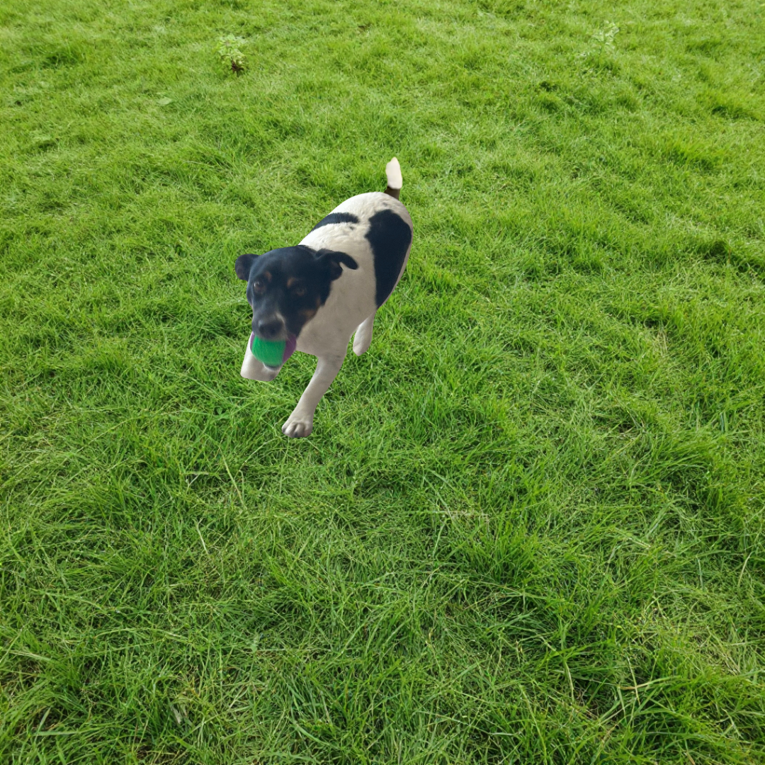 Balle à Mâcher pour chien