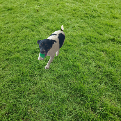 Balle à Mâcher pour chien