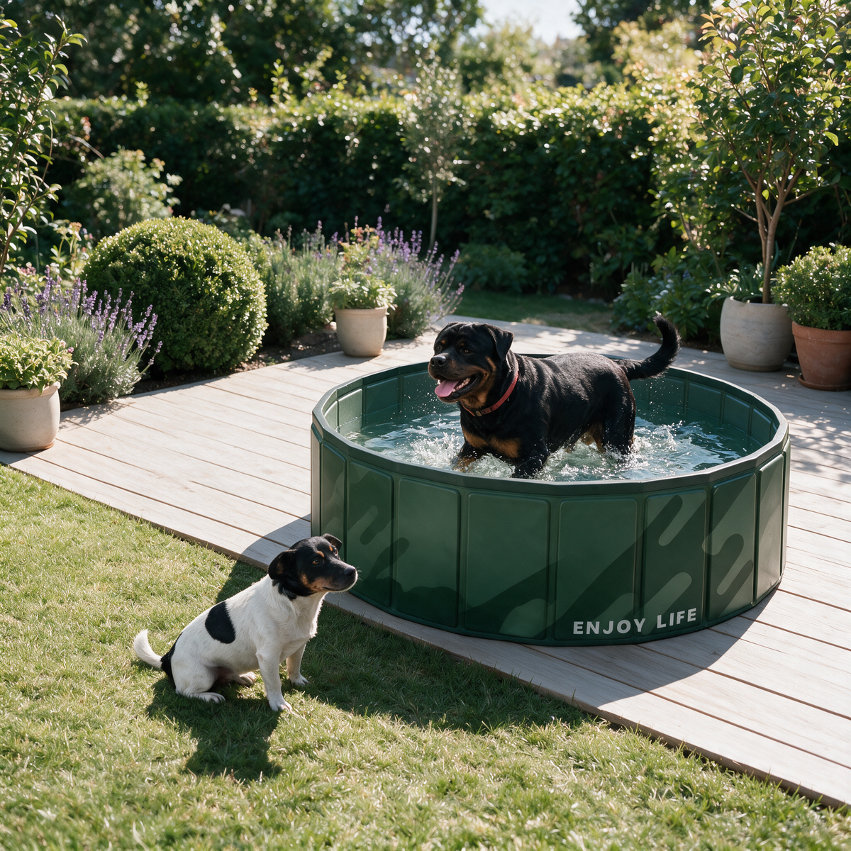 YouToo se rafraîchit dans la piscine pliable pour chien pendant que Speedy le regarde