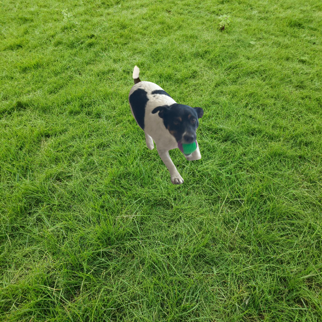 Balle à Mâcher pour chien